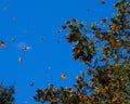 Monarch Butterflies on tree branch in blue sky background