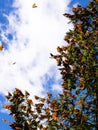 Monarch Butterflies on tree branch in blue sky background Royalty Free Stock Photo