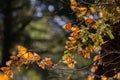 Monarch Butterflies on tree branch