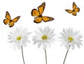 Monarch Butterflies and White Daisies