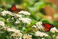 Monarch butterflies on white wild flowers in the late summer..