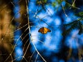 Monarch butterfliy is sitting on branches in the forest in the park El Rosario, Reserve of the Biosfera Monarca. Angangueo, State