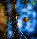 Monarch butterfliy is sitting on branches in the forest in the park El Rosario, Reserve of the Biosfera Monarca. Angangueo, State