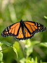 Monarch butterfly Royalty Free Stock Photo