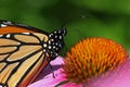 Monarch Butterfly Royalty Free Stock Photo