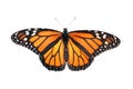 Monarch Butterfly