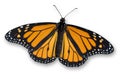 Monarch Butterfly Royalty Free Stock Photo