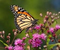 Monarch Butterfly Royalty Free Stock Photo