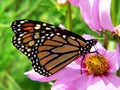 Monarch butterfly Royalty Free Stock Photo