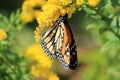 Monarch Butterfly