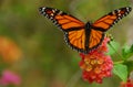 Monarch Butterfly Royalty Free Stock Photo