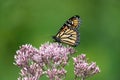 Monarch butterfly feeding on Joe-pye weed