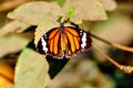 Monarch butterfly