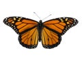 Monarch Butterfly Royalty Free Stock Photo