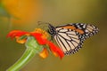 Monarch Butterfly