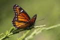 Monarch Butterfly 3 - Danaus plexippus