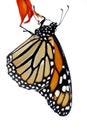 Monarch Butterfly