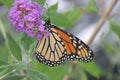 Monarch Butterfly