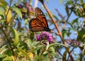 Monarch Butterfly Royalty Free Stock Photo