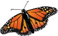 Monarch butterfly