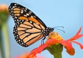 Monarch Butterfly