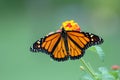 Monarch Butterfly Royalty Free Stock Photo