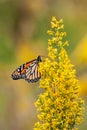 Monarch Butterfly and Ailanthus Webworm Moth on a Goldenrod Flower