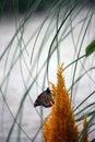 Side view of a Monarch Butterfly resting on an Astible flower after emerging from its cocoon Royalty Free Stock Photo