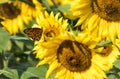 A Monarch Butterfly Amidst at Anderson Sunflower Farm Royalty Free Stock Photo