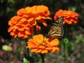 Monarch Butterfly Amongst the Zinnia Flowers in the Garden in October