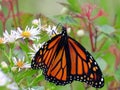 Monarch Butterfly on aster flowers Royalty Free Stock Photo