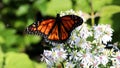 Monarch Butterfly on Aster Flowers Royalty Free Stock Photo