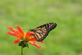 Monarch Butterfly Atop an Orange Dahlia Flower Royalty Free Stock Photo