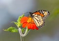 Monarch Butterfly atop undulating Mexican Sunflower