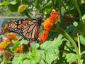 Monarch Butterfly in August in Summer