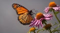 Monarch butterfly background Royalty Free Stock Photo