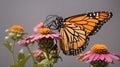 Monarch butterfly background Royalty Free Stock Photo