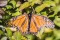 Monarch Butterfly with badly damaged wings
