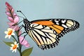 Monarch Butterfly adult beautiful milkweed animal insect