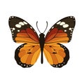 Monarch Butterfly with beautiful ornamental wings. Vector illustration. Royalty Free Stock Photo