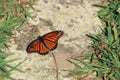 Monarch butterfly