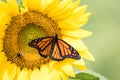 Monarch Butterfly and bee on bright yellow sunflower on a sunny summer morning