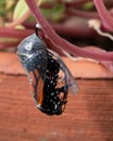 Monarch Butterfly Begins Emergence from Chrysalis Royalty Free Stock Photo