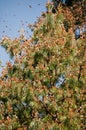 Monarch Butterfly Biosphere Reserve, Mexico Royalty Free Stock Photo