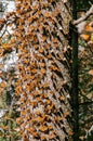 Monarch Butterfly Biosphere Reserve, Mexico Royalty Free Stock Photo