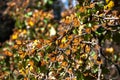 Monarch Butterfly Biosphere Reserve, Mexico Royalty Free Stock Photo