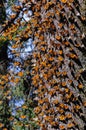 Monarch Butterfly Biosphere Reserve, Mexico Royalty Free Stock Photo