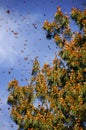 Monarch Butterfly Biosphere Reserve, Mexico Royalty Free Stock Photo