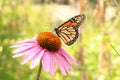 Monarch Butterfly on Blacksamson Echinacea flower Royalty Free Stock Photo