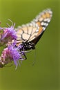 Monarch Butterfly on Blazing Star 612221